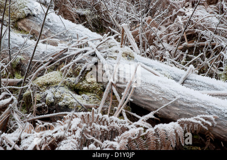 mattierte Rasen in offenen Wäldern, strengem Frost, weiß, Farne, Gräser unter Teppich von frost Stockfoto