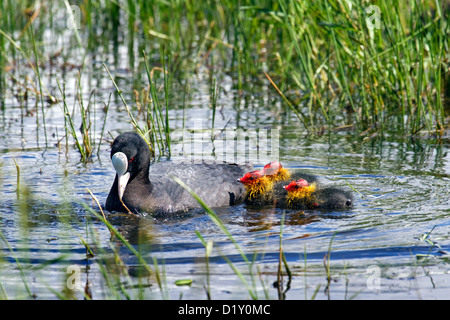 Eurasische Blässhuhn (Fulica Atra) mit Küken im See schwimmen Stockfoto