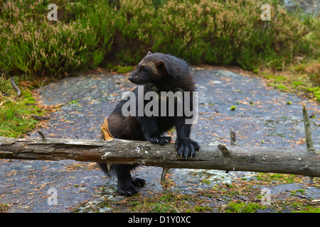 Vielfraß (Gulo Gulo) ruht auf Baumstamm zeigt riesige Pfoten in borealen Wald in der Taiga, Schweden, Skandinavien Stockfoto