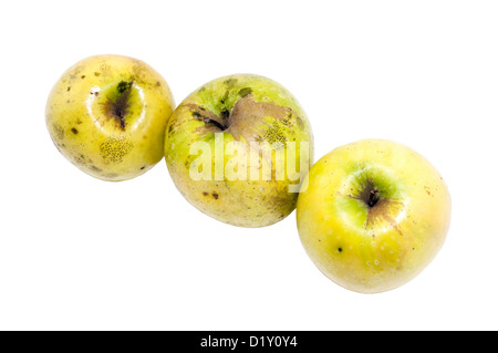 drei gelbe Bio-Äpfel auf einem weißen Hintergrund Stockfoto