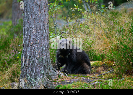 Vielfraß (Gulo Gulo) sitzt neben Baum in borealen Wald in der Taiga in Schweden, Skandinavien Stockfoto