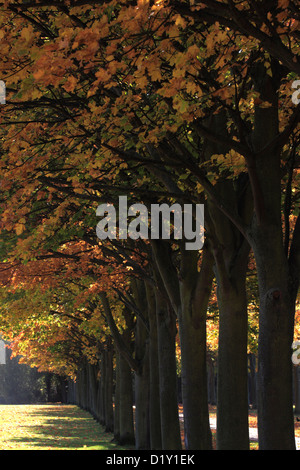 Ahornbaum Blätter in Herbstfärbung, (Acer Platanoides) Stockfoto