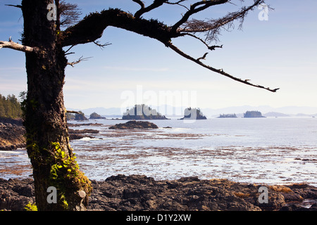 Gebrochene Inseln betrachtet aus der Wild Pacific Trail auf Vancouver Island, Ucluelet, Britisch-Kolumbien, Kanada. Stockfoto