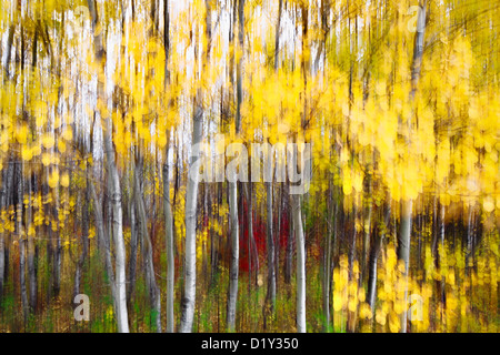 Aspen Bäume in herbstlichen Farben, abstrakte zittern. Stockfoto