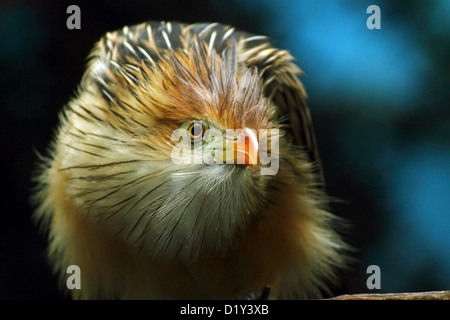 Ein Guira Kuckuck Vogel im New Yorker Stadtteil Bronx Zoo Stockfoto