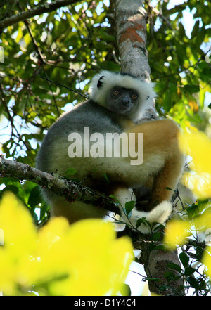 Die wunderschön gefärbten und vom Aussterben bedrohte Maughold Sifaka Stockfoto