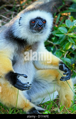 Die wunderschön gefärbten und vom Aussterben bedrohte Maughold Sifaka Stockfoto