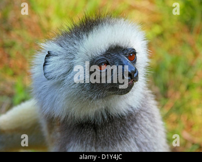 Die wunderschön gefärbten und vom Aussterben bedrohte Maughold Sifaka Stockfoto