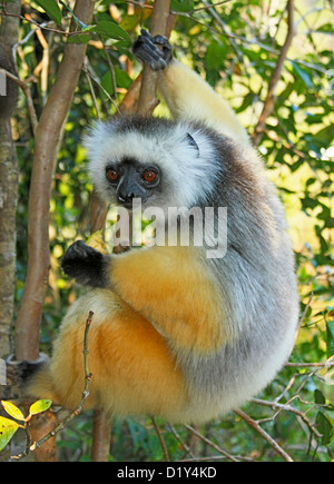 Die wunderschön gefärbten und vom Aussterben bedrohte Maughold Sifaka Stockfoto