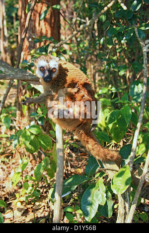 Eine gemeinsame brauner Lemur mit jungen Stockfoto