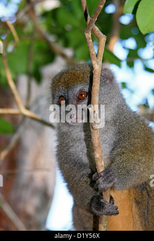 Eine niedliche Eastern Lesser (grau) Bambus Lemur Stockfoto