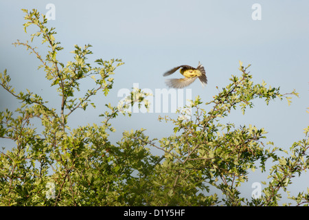 Goldammer im Abflug, Hecke, Ackerland, West Yorkshire, England, UK, Juli Stockfoto