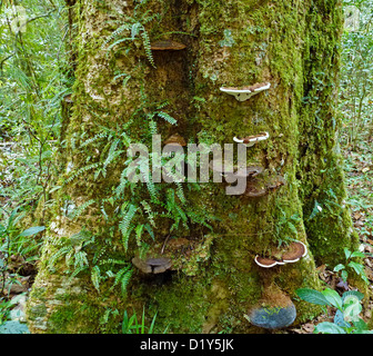 Pilze und Farne wachsen auf einem Baum im madagassischen Regenwald