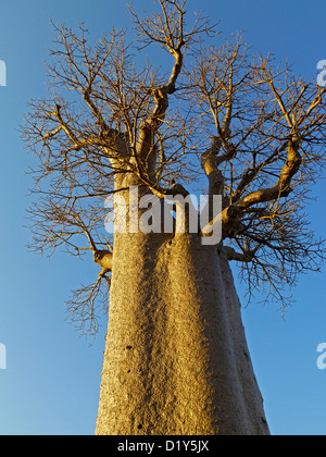 Ein Baobab-Baum wächst in Madagaskar Stockfoto