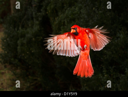 Männliche nördlichen Kardinal (Cardinalis Cardinalis) fliegen (Georgia, USA). Stockfoto