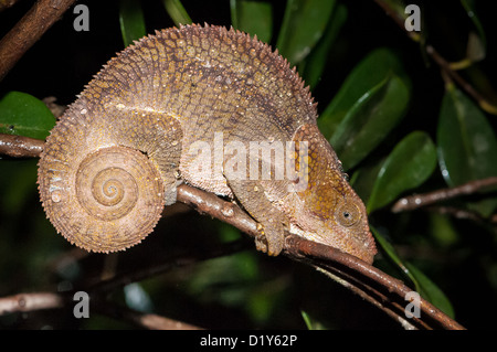 Wild Chamäleon (Calumma Brevicorne) auf einem Ast mit Wassertropfen Stockfoto