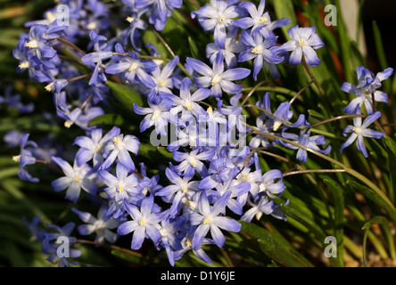 Siehe die Glory-of-the-Snow, Chionodoxa Siehei, enthält, Asparagaceae (Hyacinthaceae). Turkei. Stockfoto