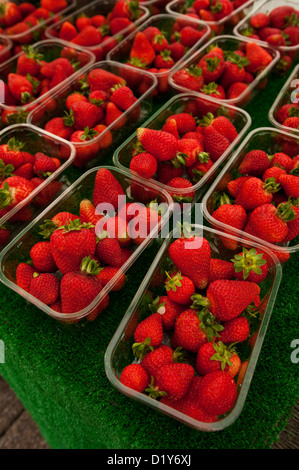 Leuchtend rote englische Erdbeeren zum Verkauf auf einem Markt in St. Ives. Stockfoto