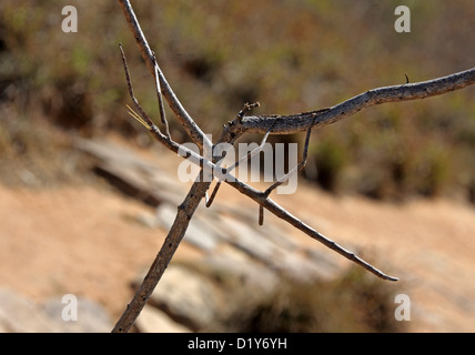 Spazierstock Insekt, Achrioptera Impennis, Phasmatidae, Orthopterida. Isalo Nationalpark, Madagaskar, Afrika. Stockfoto