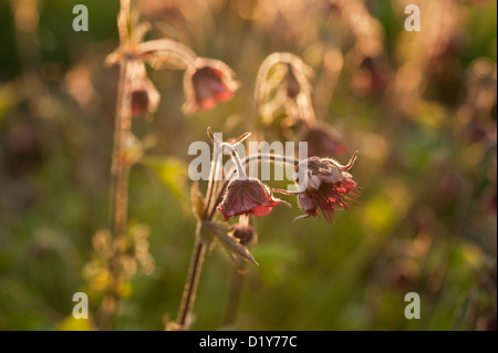 Wasser Avens (Geum Rivale) im Abendlicht in Cambridgeshire Garten blühen. Stockfoto