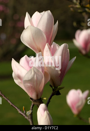 Magnolia Baum Blumen, Magnolia "Geschminkte Alabaster", Magnoliaceae. Stockfoto