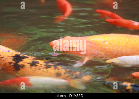 Koi-Fische in einem Teich Stockfoto