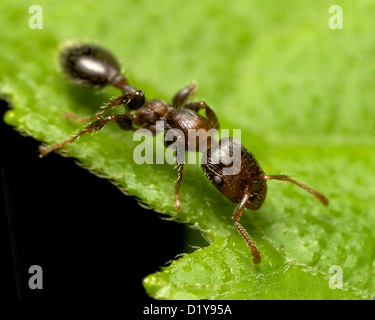 eine braune Ameise zu Fuß auf einem grünen Blatt Stockfoto