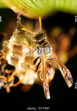 tendenziell sein Nest unter ein Blatt Papier Wespe Stockfoto