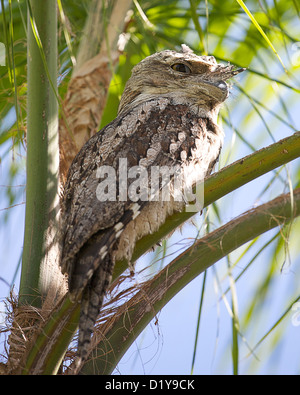 ein Tawny Frogmouth in einer Palme sitzen Stockfoto