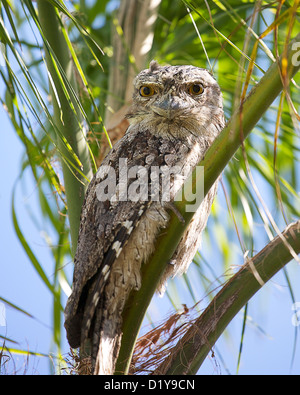 ein Tawny Frogmouth in einer Palme sitzen Stockfoto