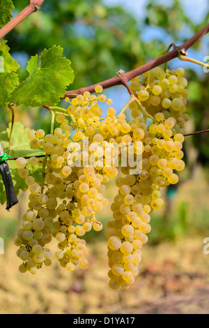 Gelbe Trauben wachsen an Rebstöcken bei strahlendem Sonnenschein Stockfoto