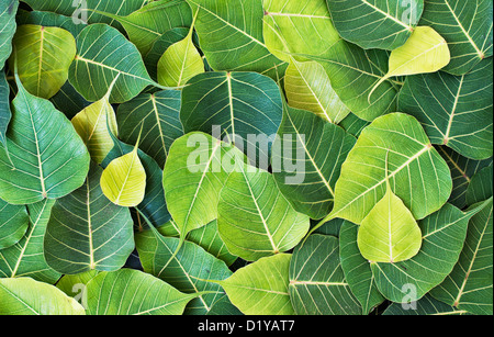 Ficus Religiosa. Heiligen Feigenbaum Blatt / Bodhi Baum Blatt-Muster Stockfoto