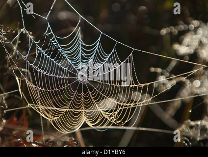 Am frühen Morgentau auf Spider web Stockfoto