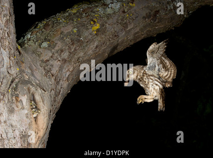 Steinkauz (Athene Noctua). Erwachsenen bei der Landung Ansatz zum nisten Loch in einem Baumstamm mit Insekten in ihrem Schnabel Stockfoto