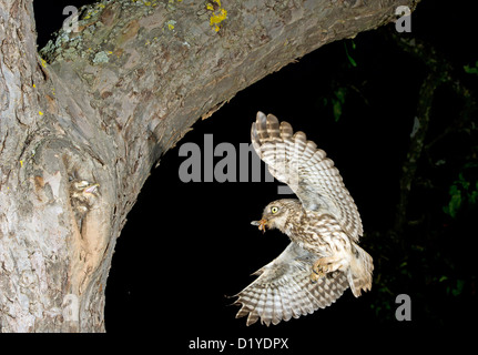 Steinkauz (Athene Noctua). Erwachsenen bei der Landung Ansatz zum nisten Loch in einem Baumstamm mit Insekten in ihrem Schnabel Stockfoto