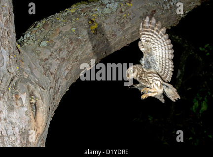 Steinkauz (Athene Noctua). Erwachsenen bei der Landung Ansatz zum nisten Loch in einem Baumstamm mit Insekten in ihrem Schnabel Stockfoto