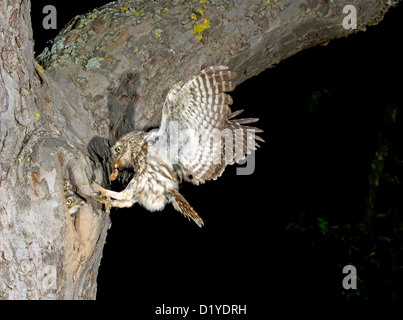 Steinkauz (Athene Noctua). Erwachsenen bei der Landung Ansatz zum nisten Loch in einem Baumstamm mit Insekten in ihrem Schnabel Stockfoto