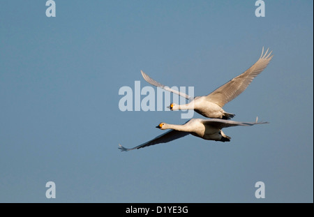 Bewick Schwan, Tundra-Schwan (Cygnus Bewickii). Paar auf der Flucht Stockfoto