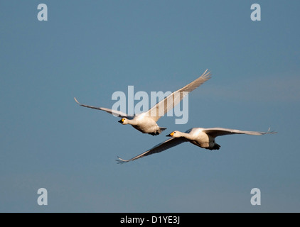 Bewick Schwan, Tundra-Schwan (Cygnus Bewickii). Paar auf der Flucht Stockfoto