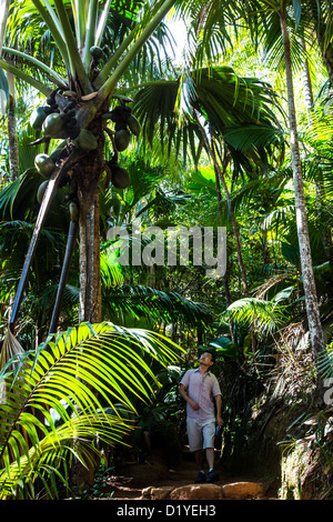 Coco de Mer, Touristen, Vallee de Mai Nature Reserve, Insel Praslin, Seychellen Stockfoto