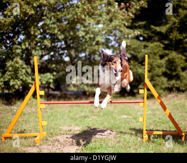 Mischlingshund (Canis Lupus Familiaris). Erwachsenen, die über eine Hürde in ein Agility-Parcours springen Stockfoto