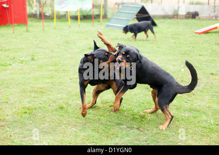 Rottweiler. Zwei Hunde kämpfen in einem Agility parcour Stockfoto