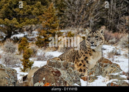 Snow Leopard (Panthera Uncia uncia uncia oder), Captive angehoben Muster, Bozeman, Montana, USA Stockfoto