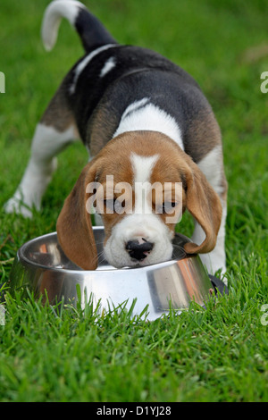 Haushund, Beagle (Canis Lupus Familiaris). Welpen aus einer Schüssel essen Stockfoto