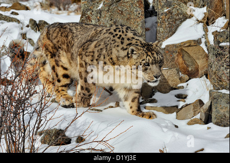 Snow Leopard (Panthera Uncia uncia uncia oder), Captive angehoben Muster, Bozeman, Montana, USA Stockfoto
