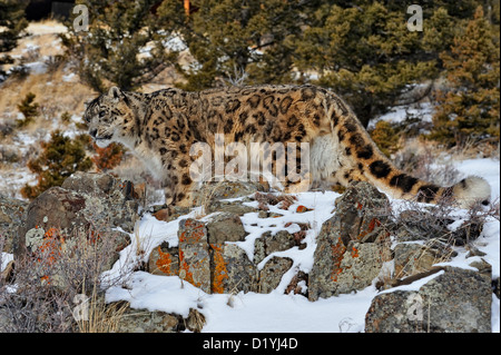 Snow Leopard (Panthera Uncia uncia uncia oder), Captive angehoben Muster, Bozeman, Montana, USA Stockfoto