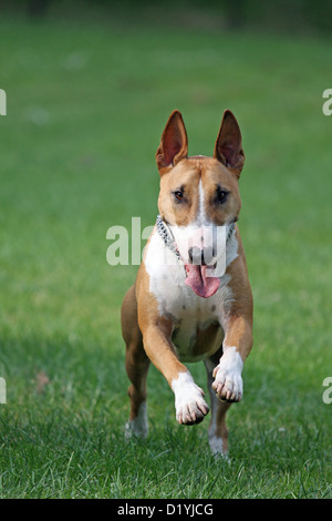 Miniatur Bullterrier (Canis Lupus Familiaris) läuft über eine Wiese Stockfoto