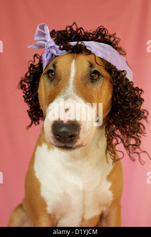 Miniatur Bullterrier. Portrait mit Perücke und Bogen Stockfoto