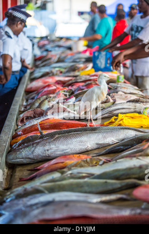 Fischmarkt von Victoria, Mahé, Seychellen Stockfoto