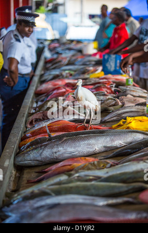 Fischmarkt von Victoria, Mahé, Seychellen Stockfoto